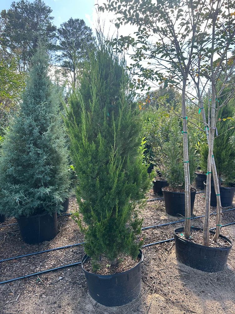 juniperus-virginiana-brodie-eastern-red-cedar