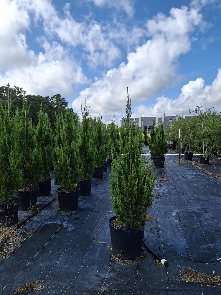 juniperus-virginiana-brodie-eastern-red-cedar
