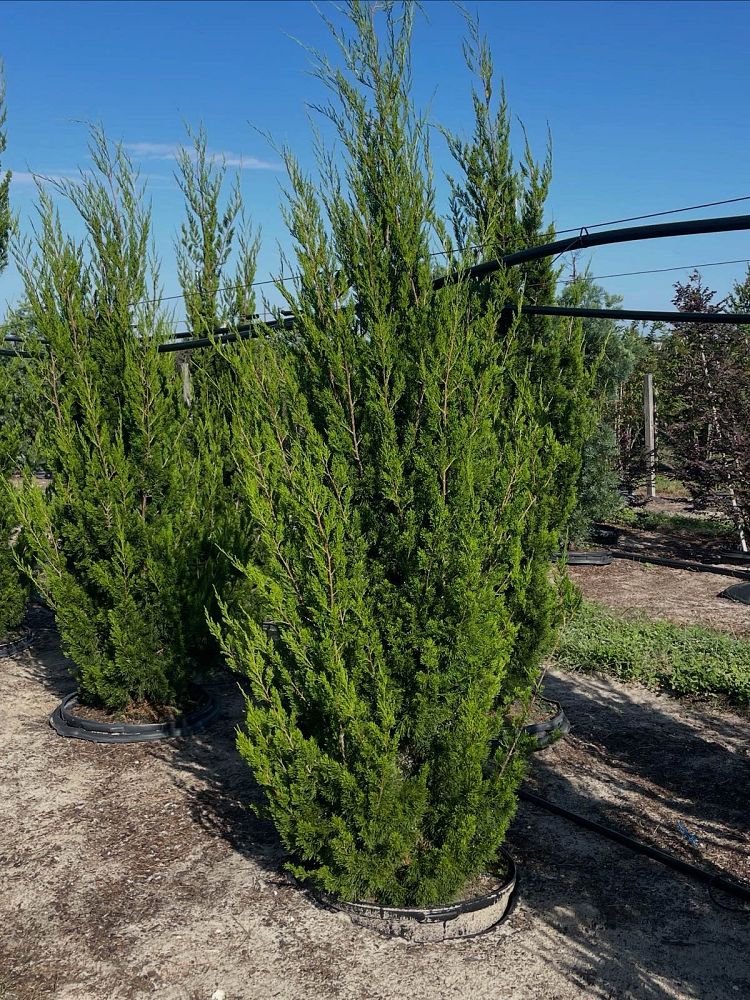 juniperus-virginiana-brodie-eastern-red-cedar