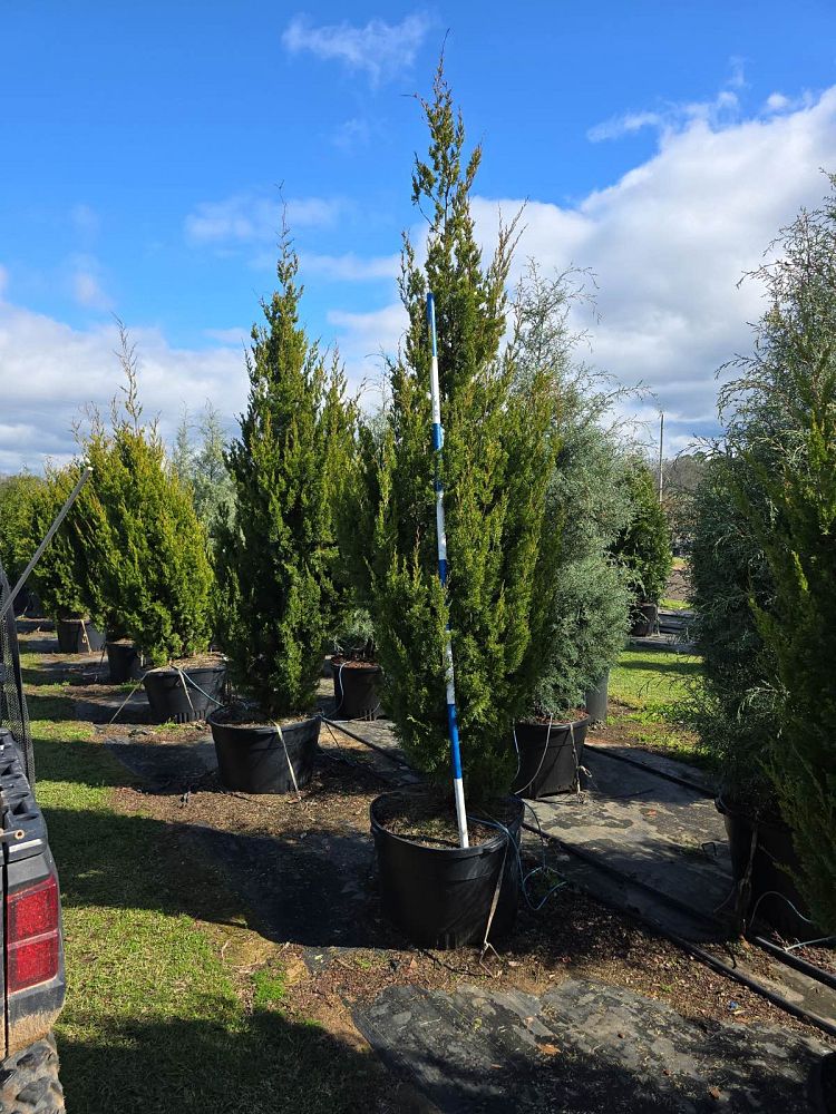 juniperus-virginiana-brodie-eastern-red-cedar