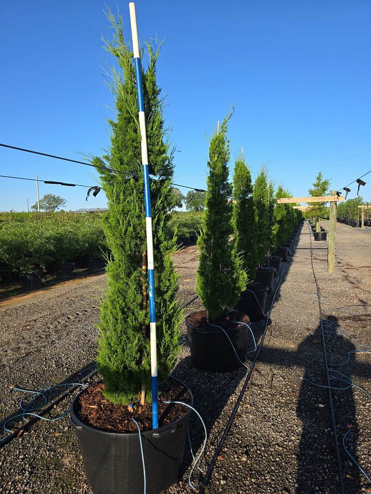 juniperus-virginiana-brodie-eastern-red-cedar