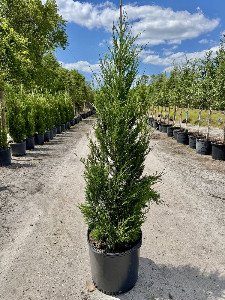 juniperus-virginiana-brodie-eastern-red-cedar