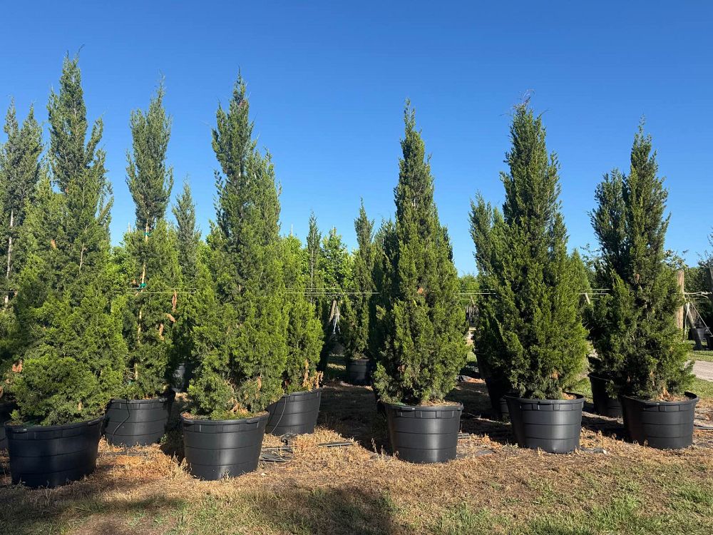 juniperus-virginiana-brodie-eastern-red-cedar