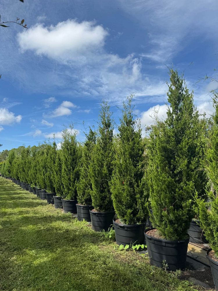 juniperus-virginiana-brodie-eastern-red-cedar