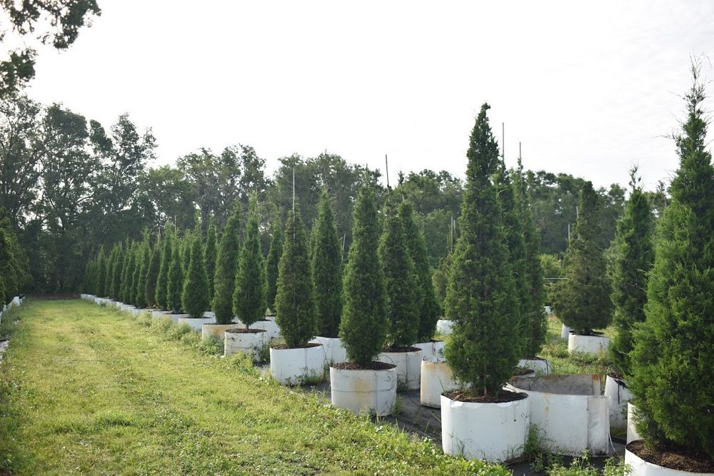 juniperus-virginiana-brodie-eastern-red-cedar