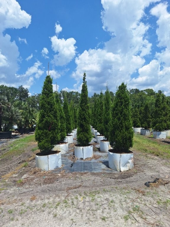 juniperus-virginiana-brodie-eastern-red-cedar