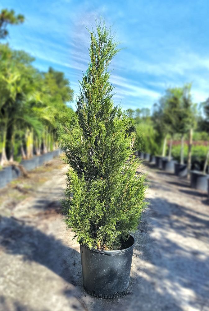 juniperus-virginiana-brodie-eastern-red-cedar