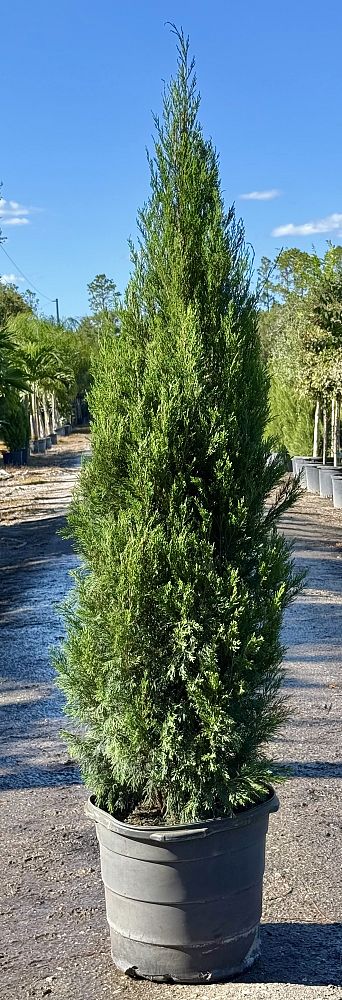 juniperus-virginiana-brodie-eastern-red-cedar