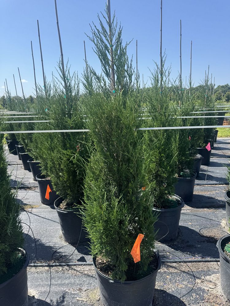 juniperus-virginiana-brodie-eastern-red-cedar