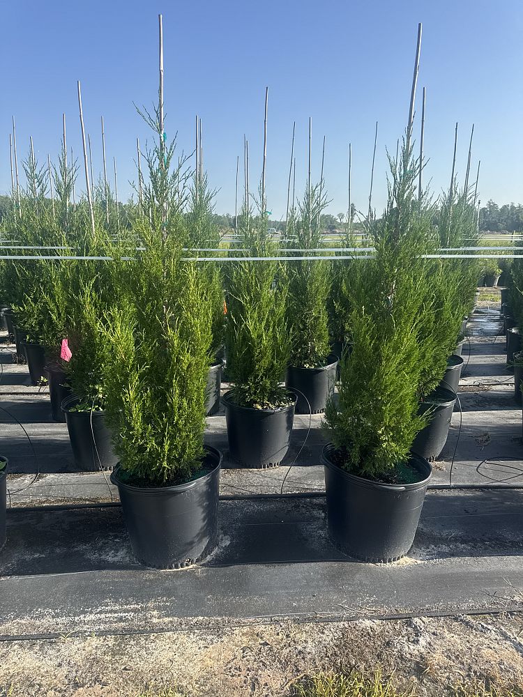 juniperus-virginiana-brodie-eastern-red-cedar