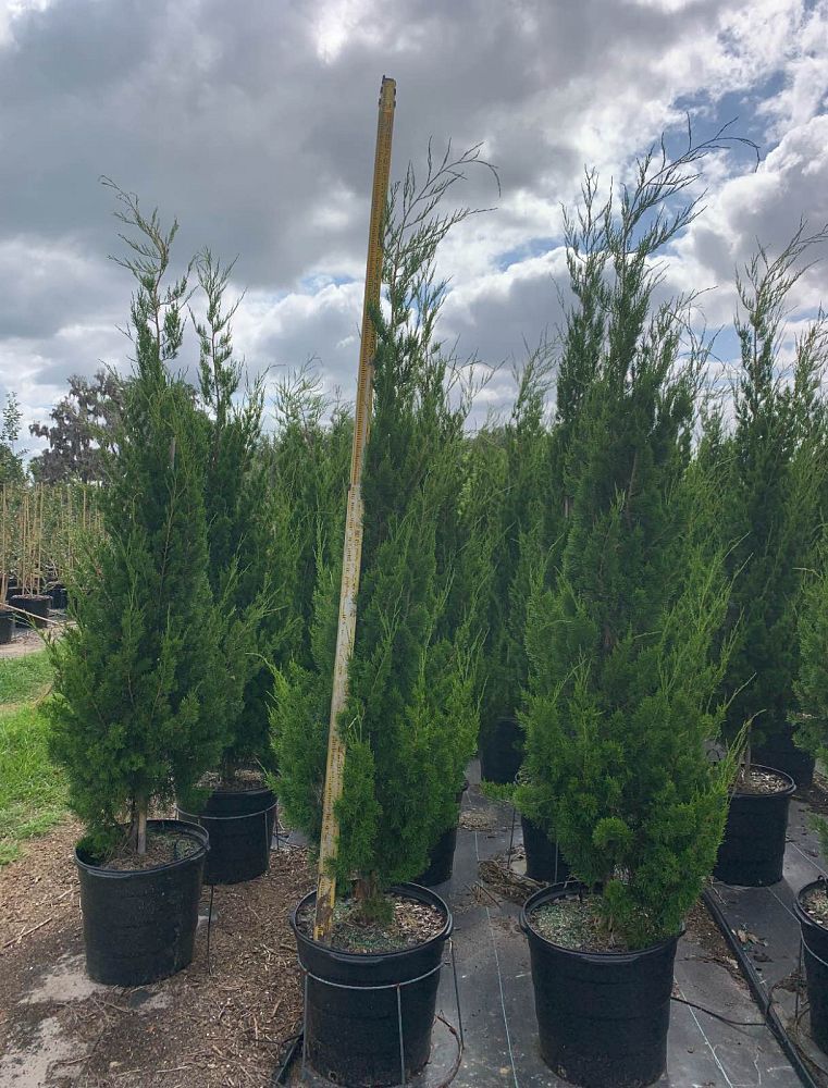 juniperus-virginiana-brodie-eastern-red-cedar