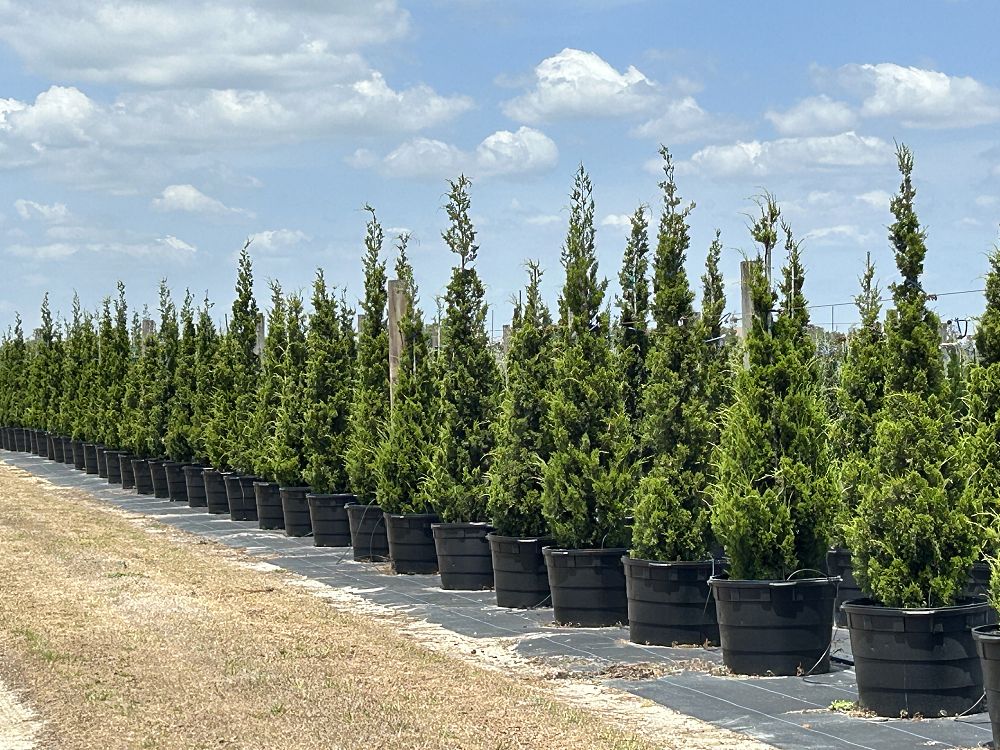 juniperus-virginiana-brodie-eastern-red-cedar