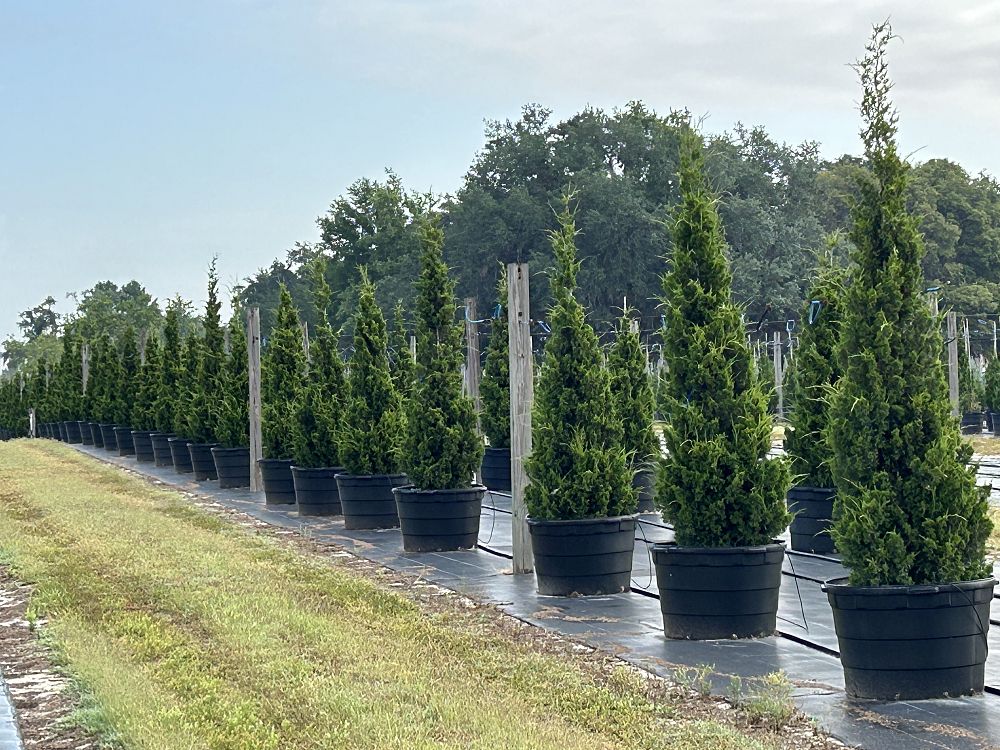 juniperus-virginiana-brodie-eastern-red-cedar