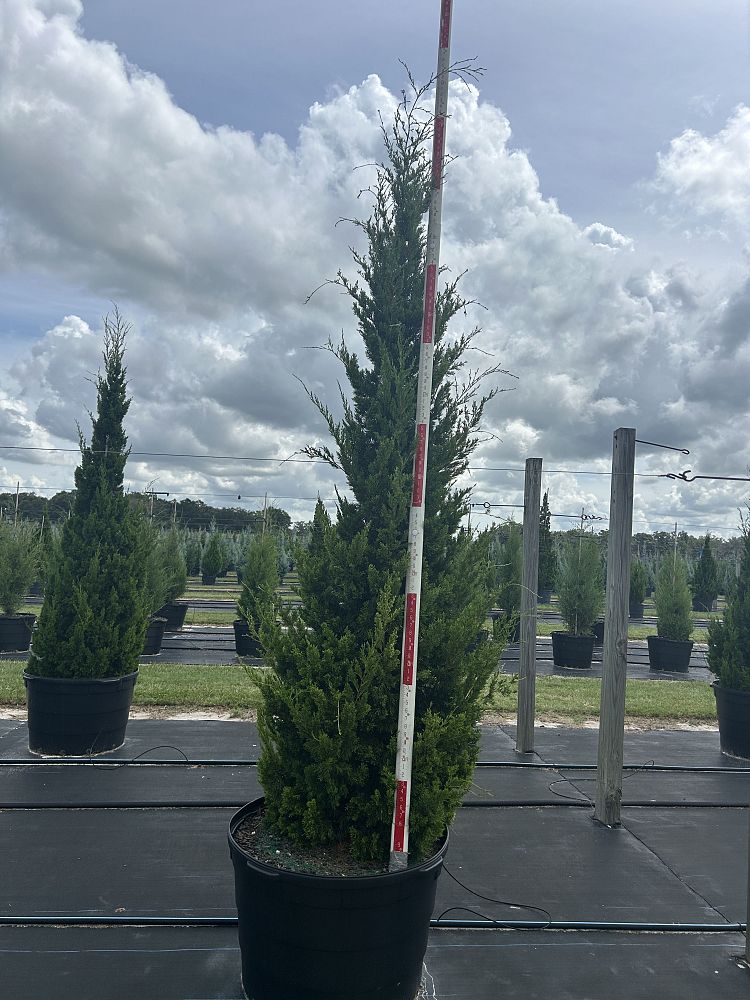 juniperus-virginiana-brodie-eastern-red-cedar