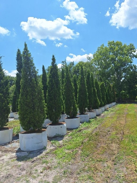 juniperus-virginiana-brodie-eastern-red-cedar