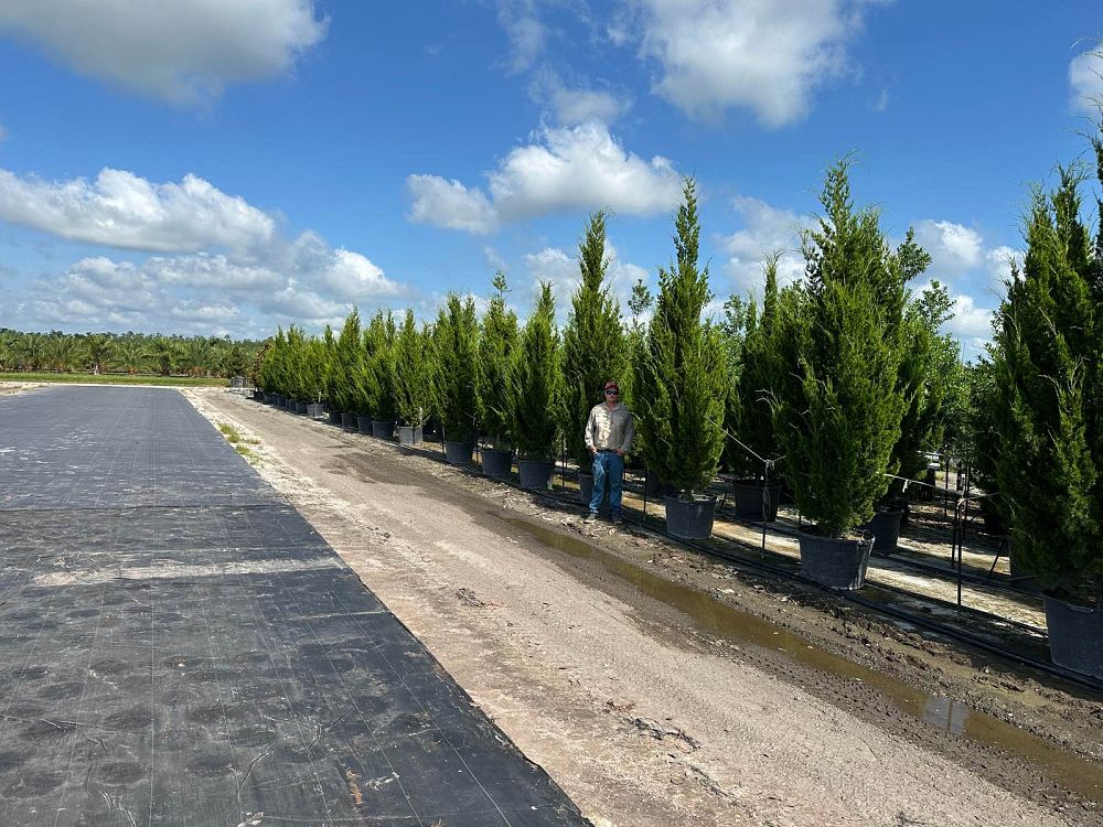 juniperus-virginiana-brodie-eastern-red-cedar
