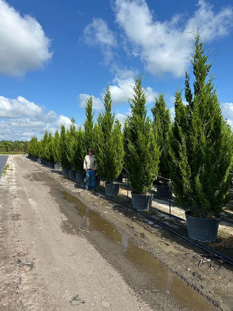 juniperus-virginiana-brodie-eastern-red-cedar
