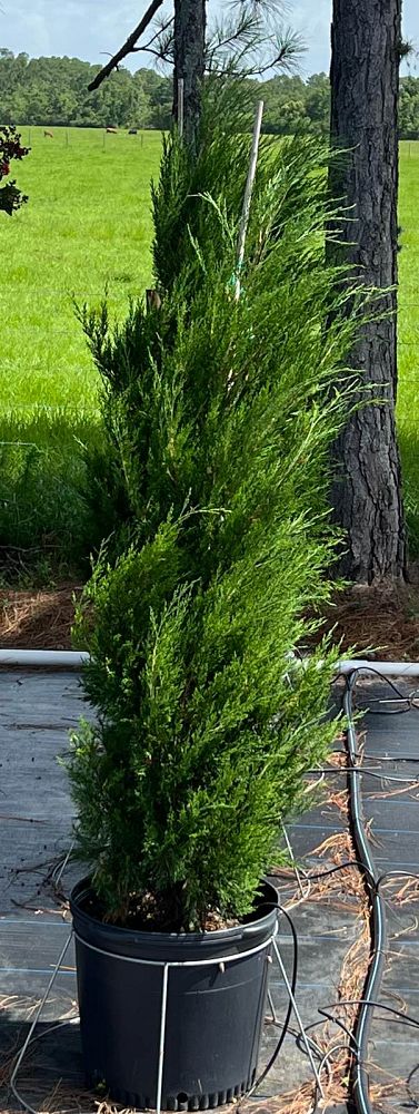 juniperus-virginiana-brodie-eastern-red-cedar
