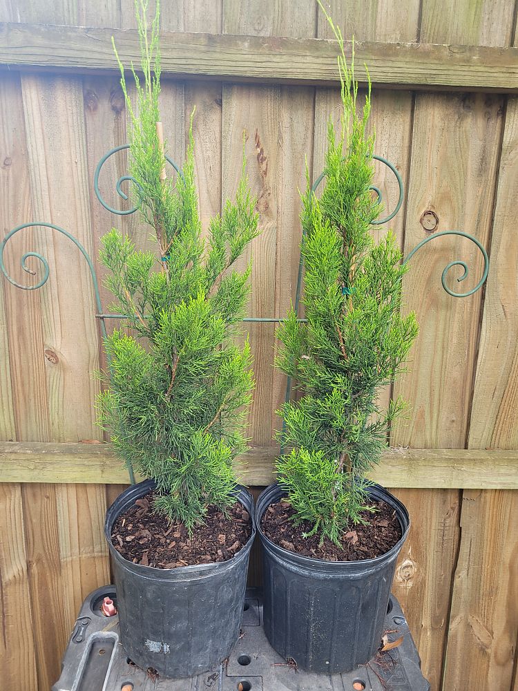 juniperus-virginiana-brodie-eastern-red-cedar