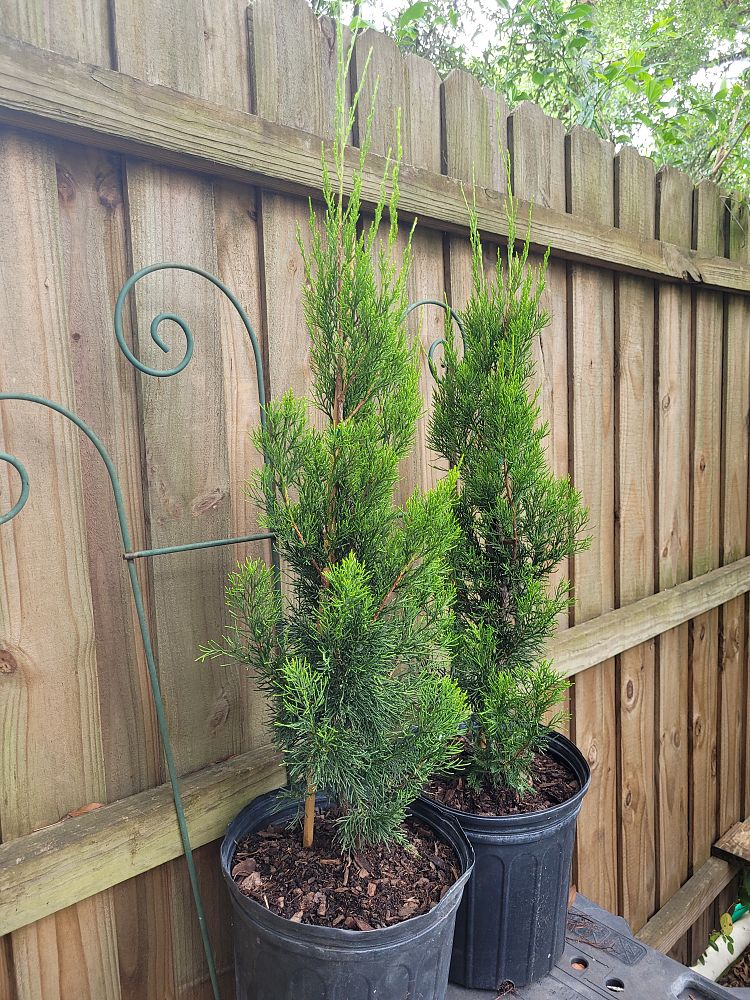 juniperus-virginiana-brodie-eastern-red-cedar