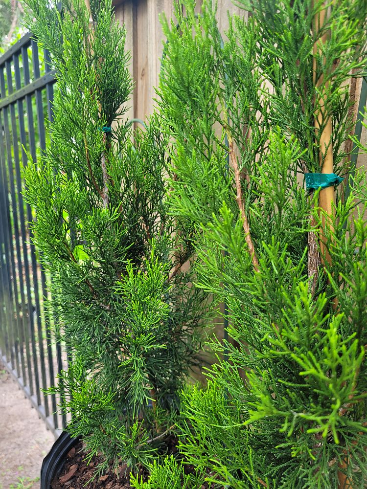 juniperus-virginiana-brodie-eastern-red-cedar