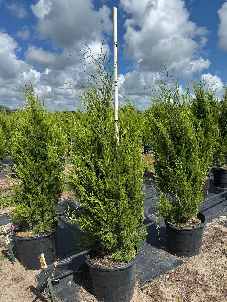 juniperus-virginiana-brodie-eastern-red-cedar