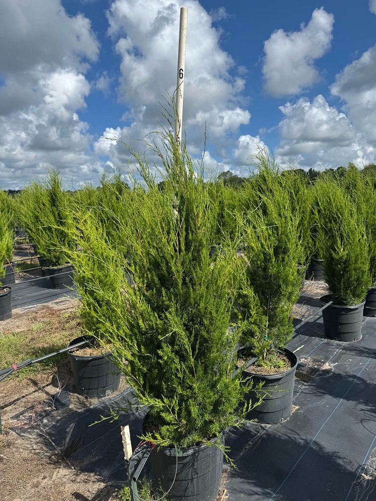 juniperus-virginiana-brodie-eastern-red-cedar