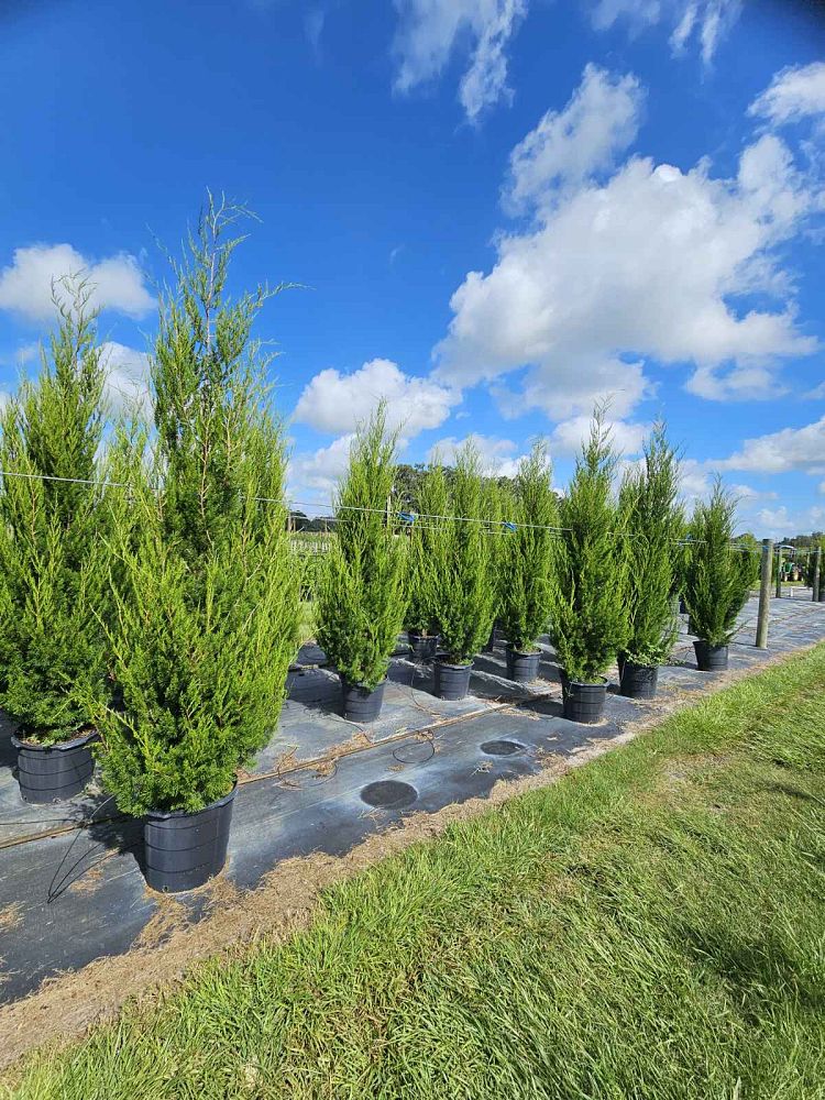 juniperus-virginiana-brodie-eastern-red-cedar