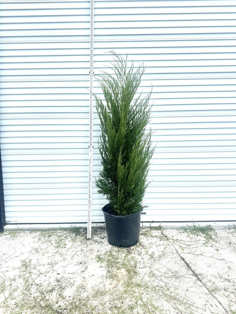 juniperus-virginiana-brodie-eastern-red-cedar