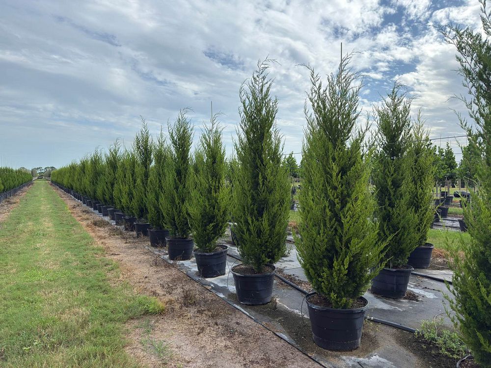 juniperus-virginiana-brodie-eastern-red-cedar