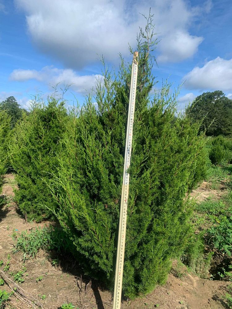 juniperus-virginiana-brodie-eastern-red-cedar