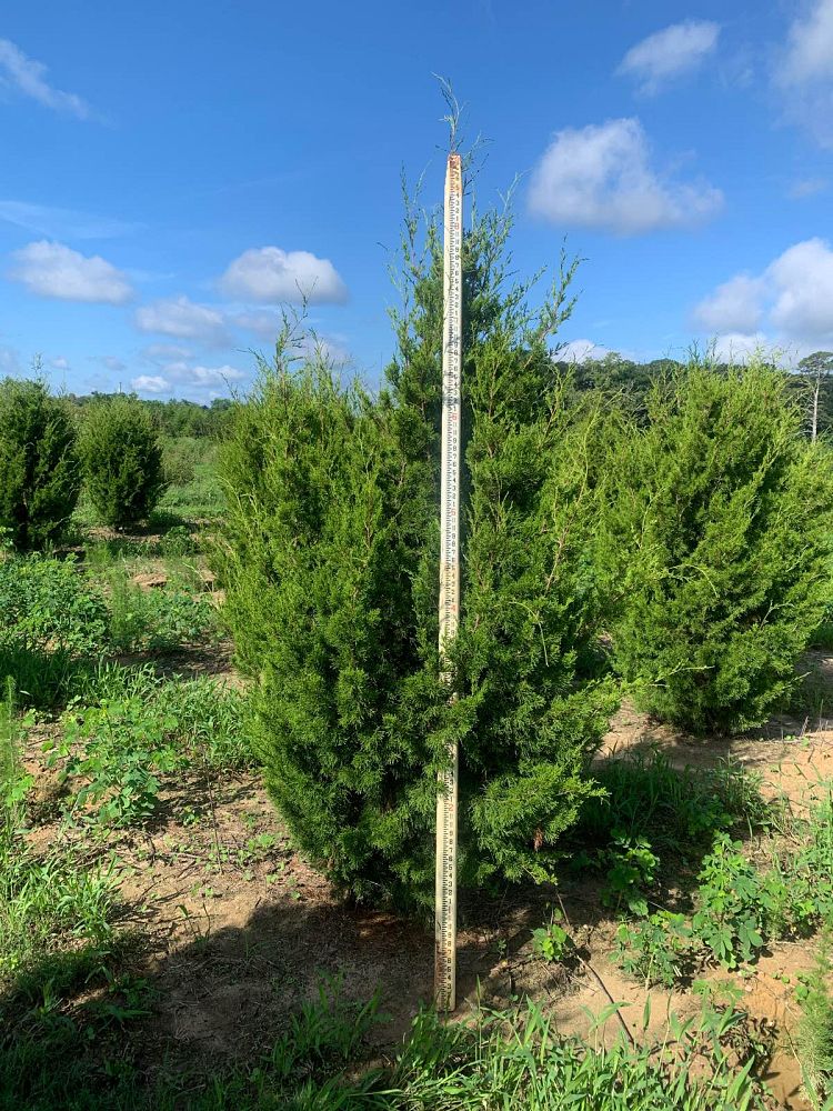juniperus-virginiana-brodie-eastern-red-cedar