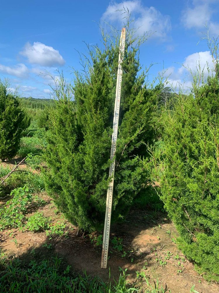 juniperus-virginiana-brodie-eastern-red-cedar