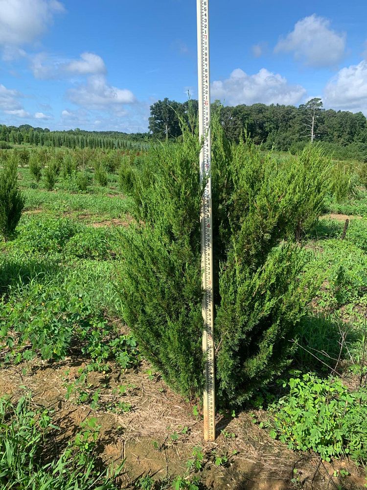 juniperus-virginiana-brodie-eastern-red-cedar