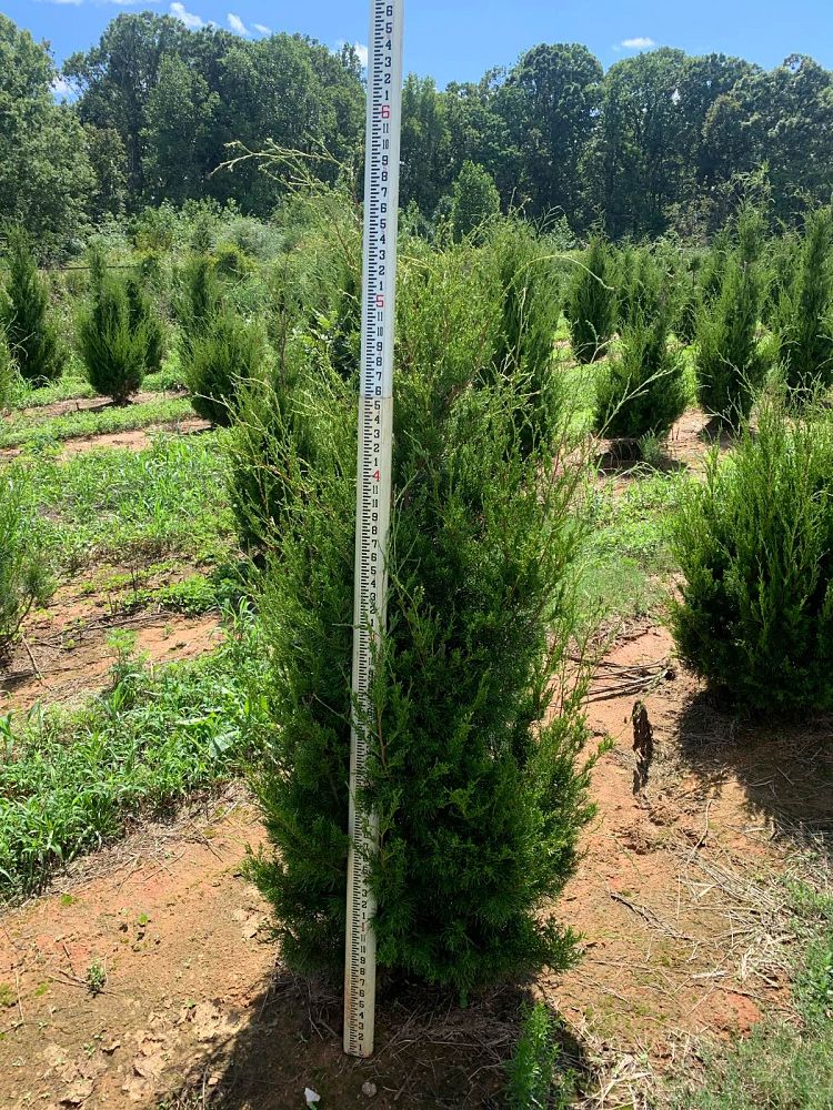 juniperus-virginiana-brodie-eastern-red-cedar