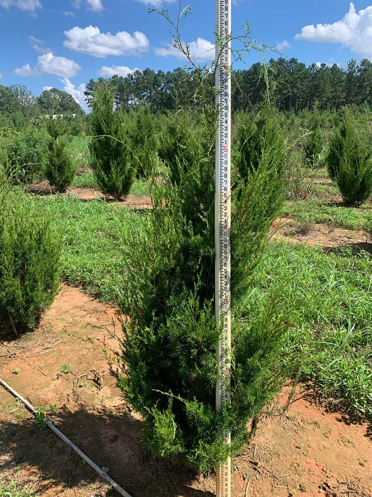 juniperus-virginiana-brodie-eastern-red-cedar