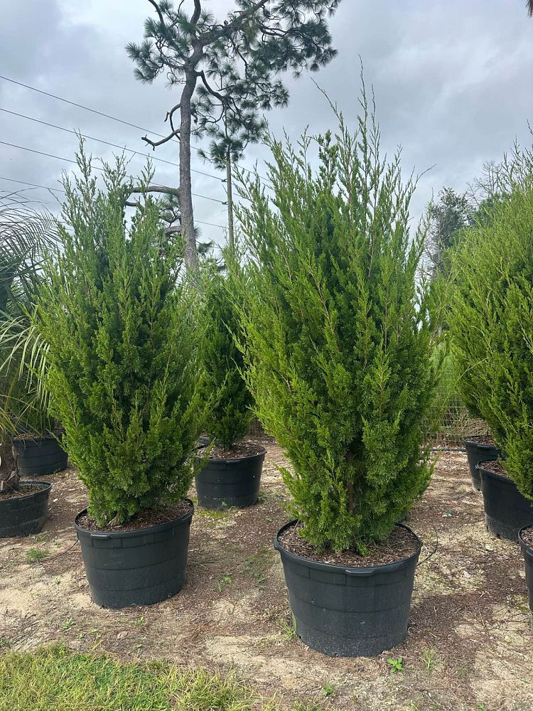 juniperus-virginiana-brodie-eastern-red-cedar