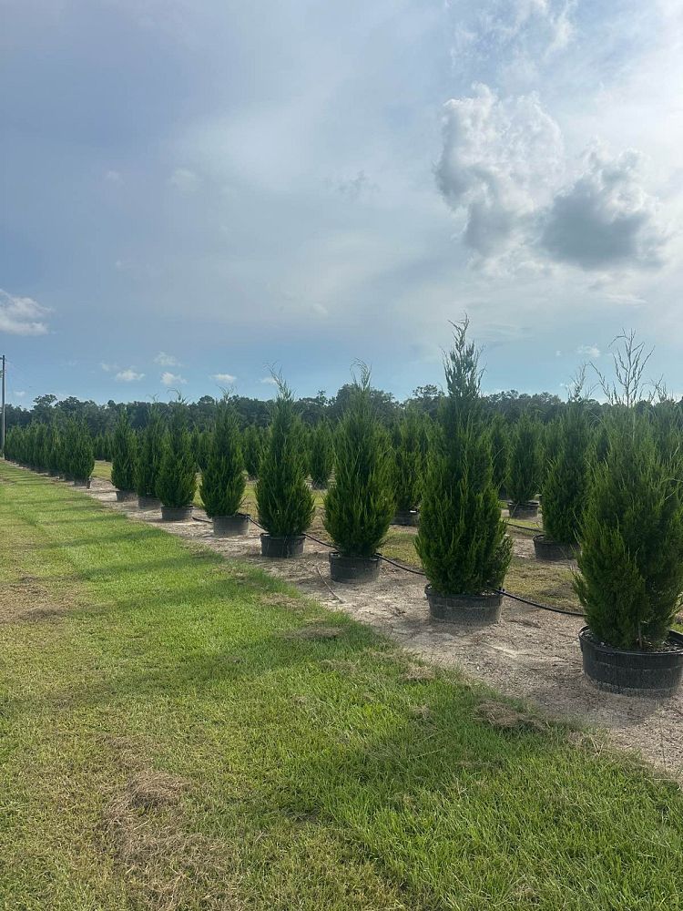 juniperus-virginiana-brodie-eastern-red-cedar