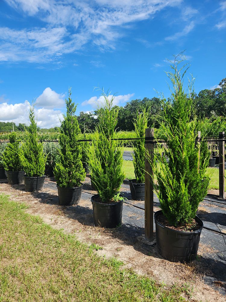 juniperus-virginiana-brodie-eastern-red-cedar