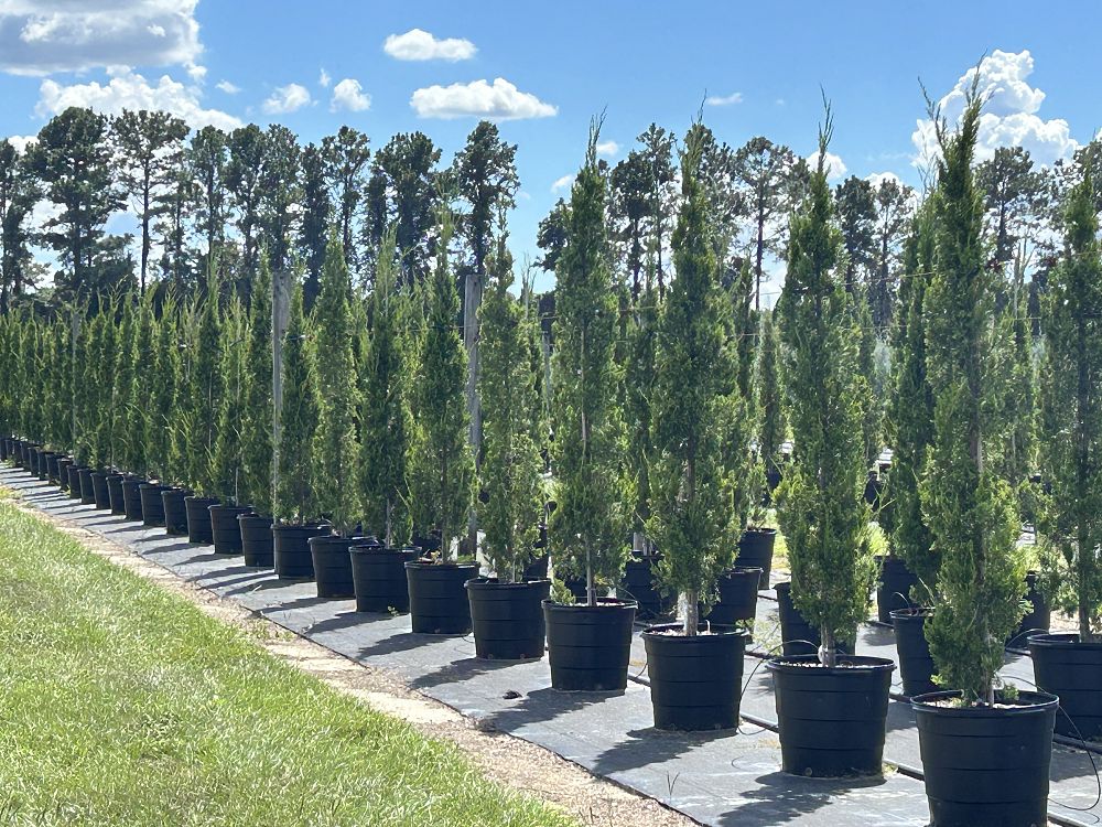 juniperus-virginiana-brodie-eastern-red-cedar