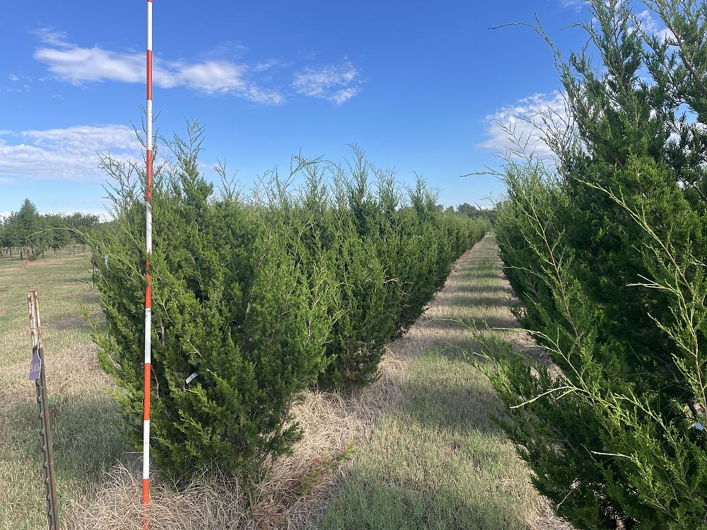 juniperus-virginiana-brodie-eastern-red-cedar