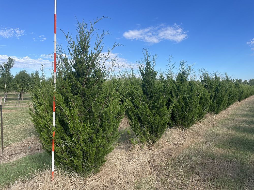 juniperus-virginiana-brodie-eastern-red-cedar