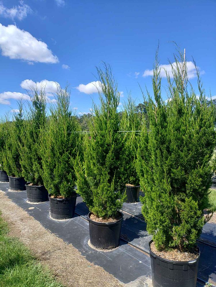 juniperus-virginiana-brodie-eastern-red-cedar