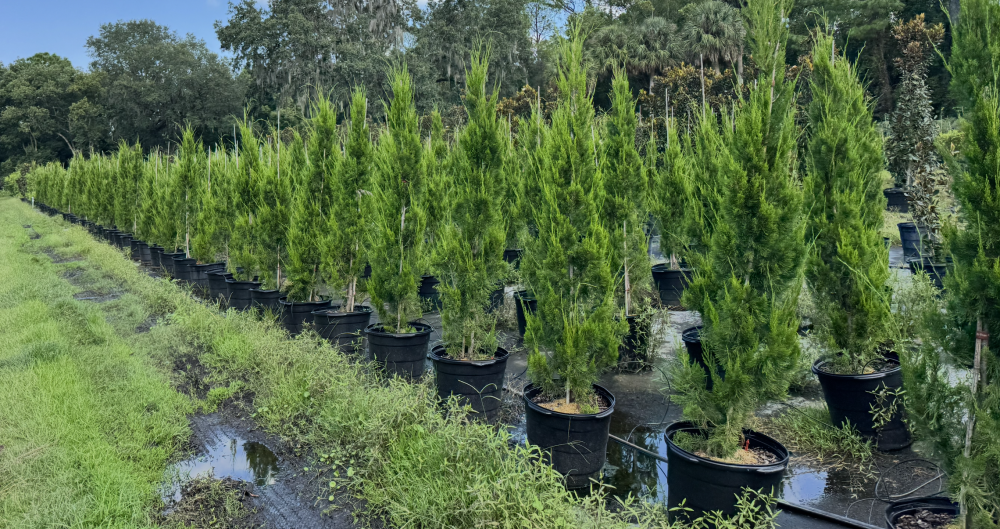 juniperus-virginiana-brodie-eastern-red-cedar
