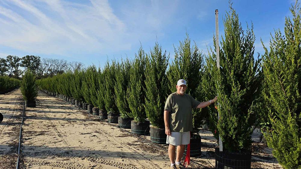 juniperus-virginiana-brodie-eastern-red-cedar