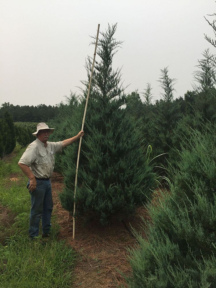 juniperus-virginiana-burkii-eastern-red-cedar