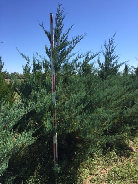 juniperus-virginiana-burkii-eastern-red-cedar
