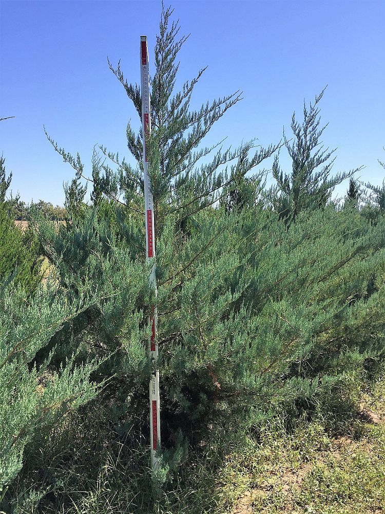 juniperus-virginiana-burkii-eastern-red-cedar