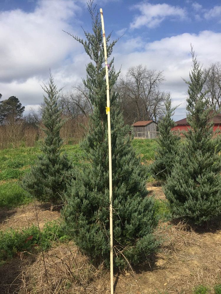 juniperus-virginiana-burkii-eastern-red-cedar