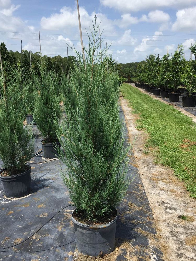 juniperus-virginiana-burkii-eastern-red-cedar
